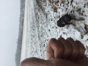 Фото на заснеженном поле с собачкой, держу палец вверх
